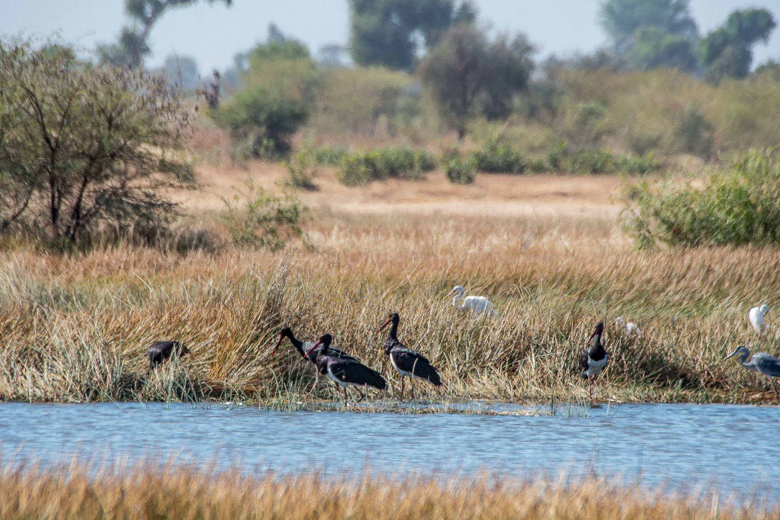 Cigognes noires (Black storks, Ciconia nigra), adultes hivernant en 2016 sur le marigot de Koutal, Région de Kaolack-Ndiaffate, Sénégal.